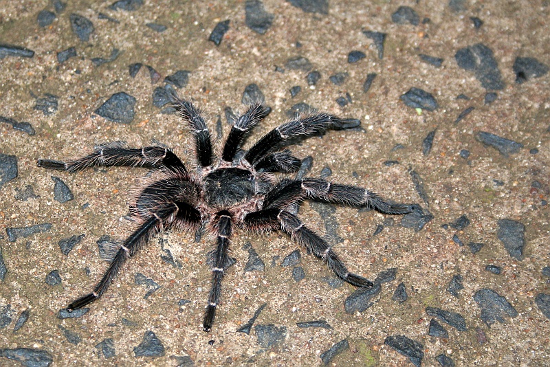 Rafal i Beatka_super-70.JPG - Tarantula która przebiegła nam przez ścieżkę. Dlaczego porwałaś Frodo, paskudo?! (Zdjęcie: Beatka i Rafał)